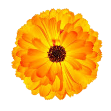 Calendula
